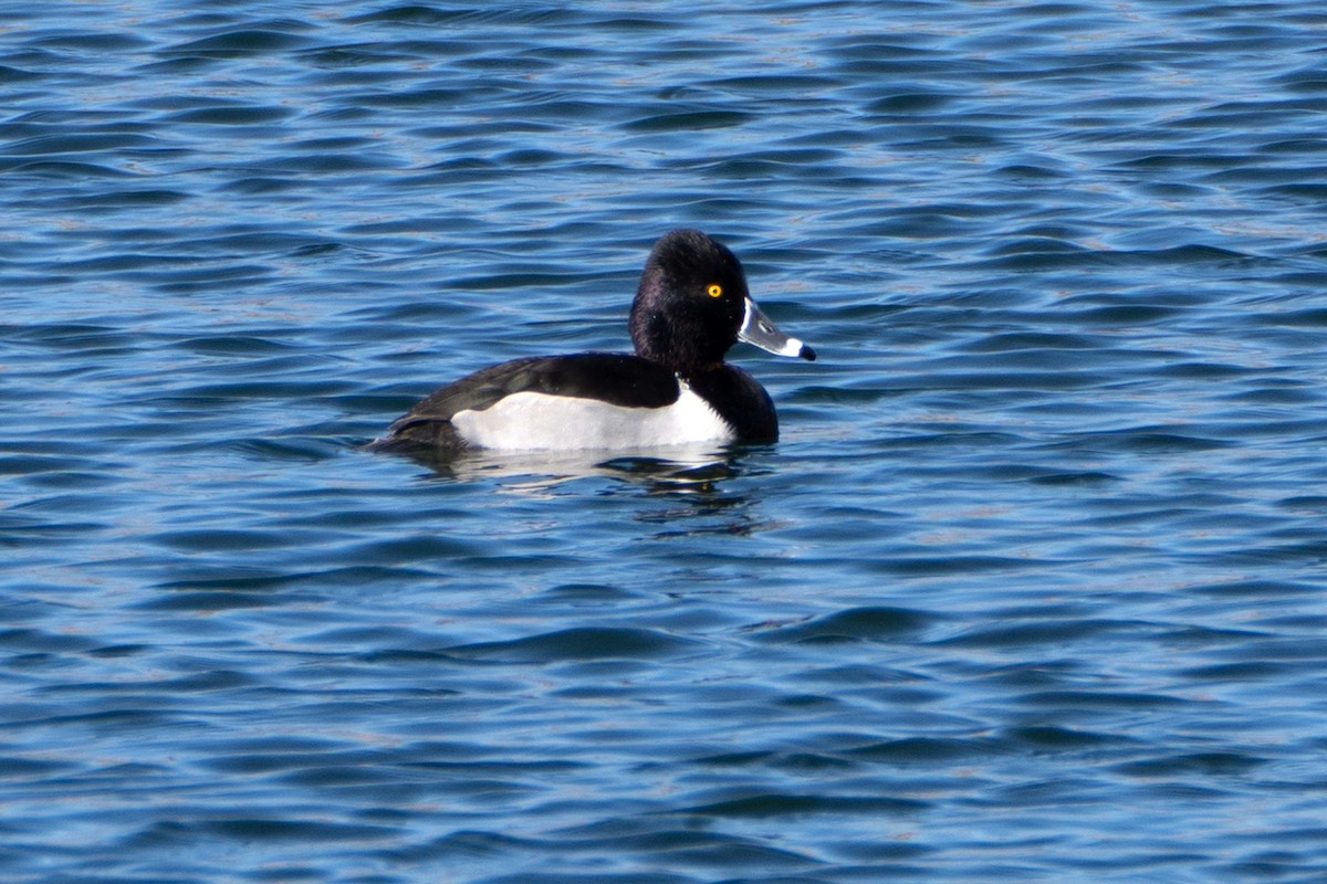 環頸潛鴨 - ML647510611