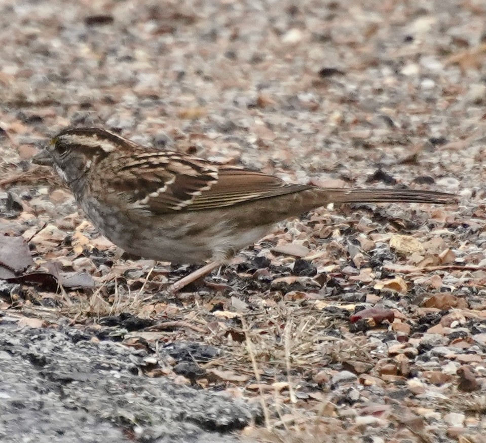 White-throated Sparrow - ML647510612