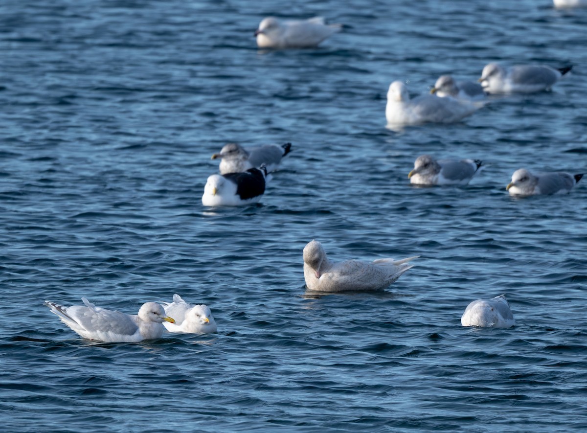 Iceland Gull - ML647510614