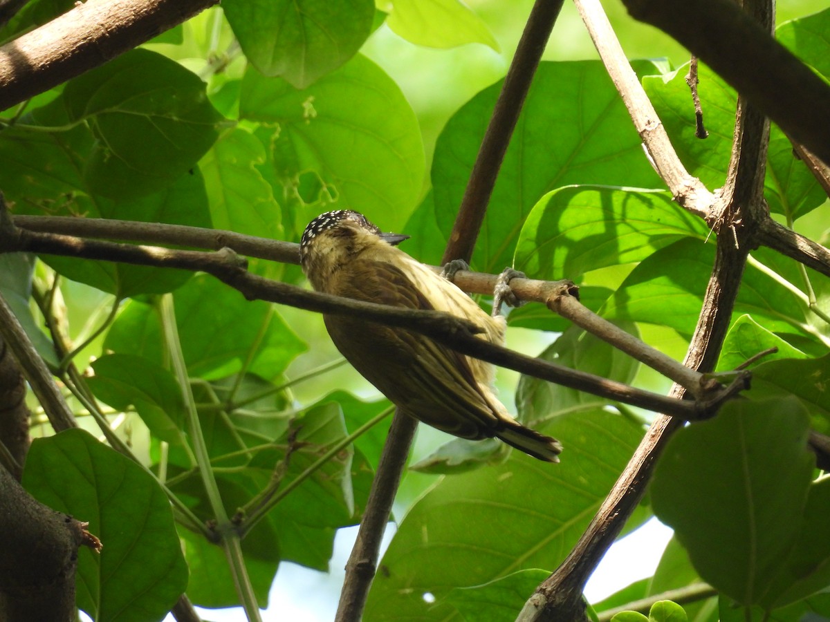 Olivaceous Piculet - ML647510615