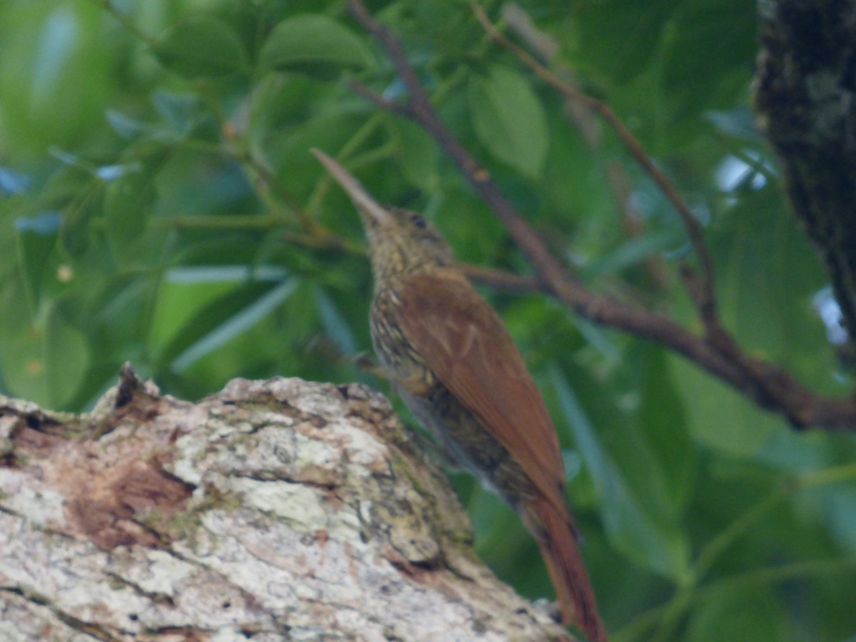 Duida Woodcreeper - ML647510616