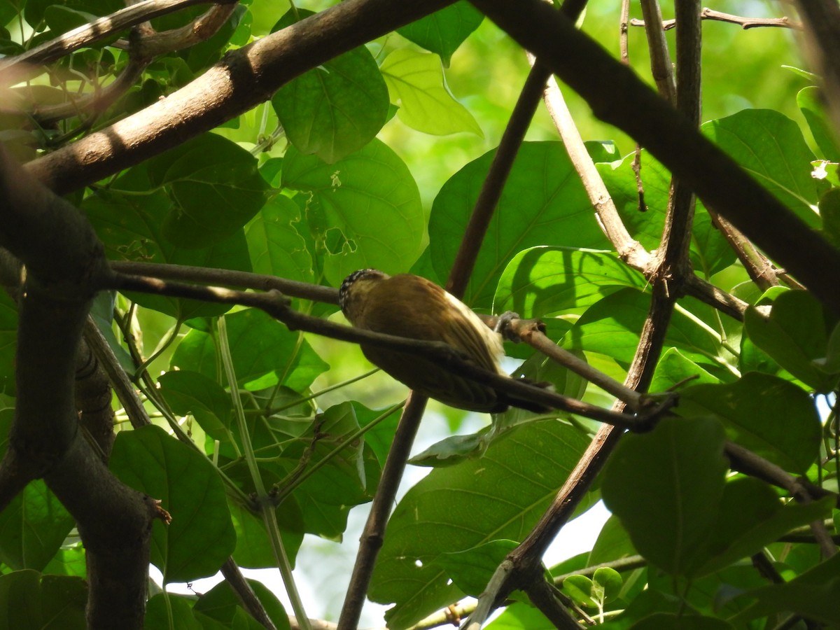 Olivaceous Piculet - ML647510617