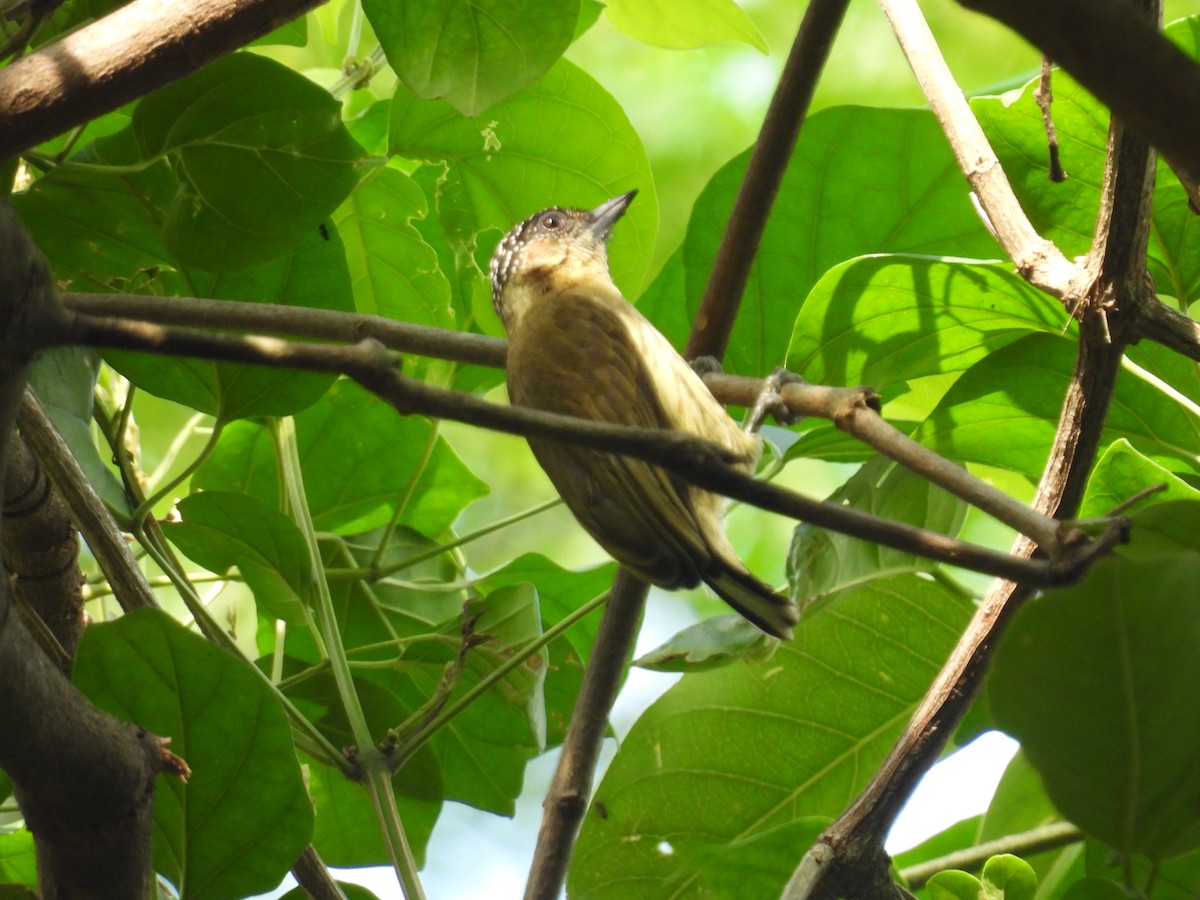 Olivaceous Piculet - ML647510618