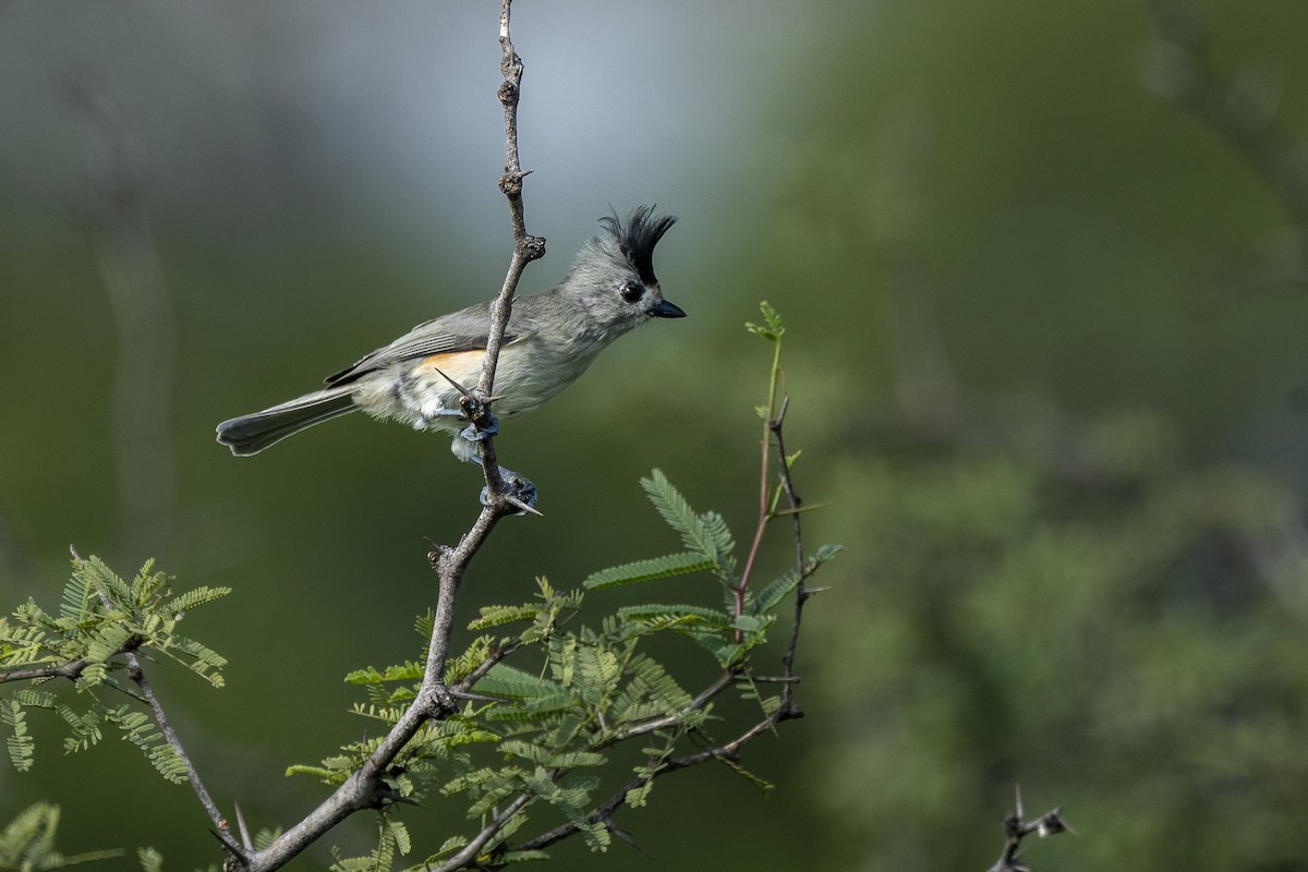 Black-crested Titmouse - ML647510619