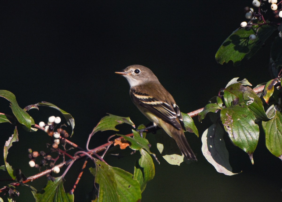 Alder Flycatcher - ML647510621