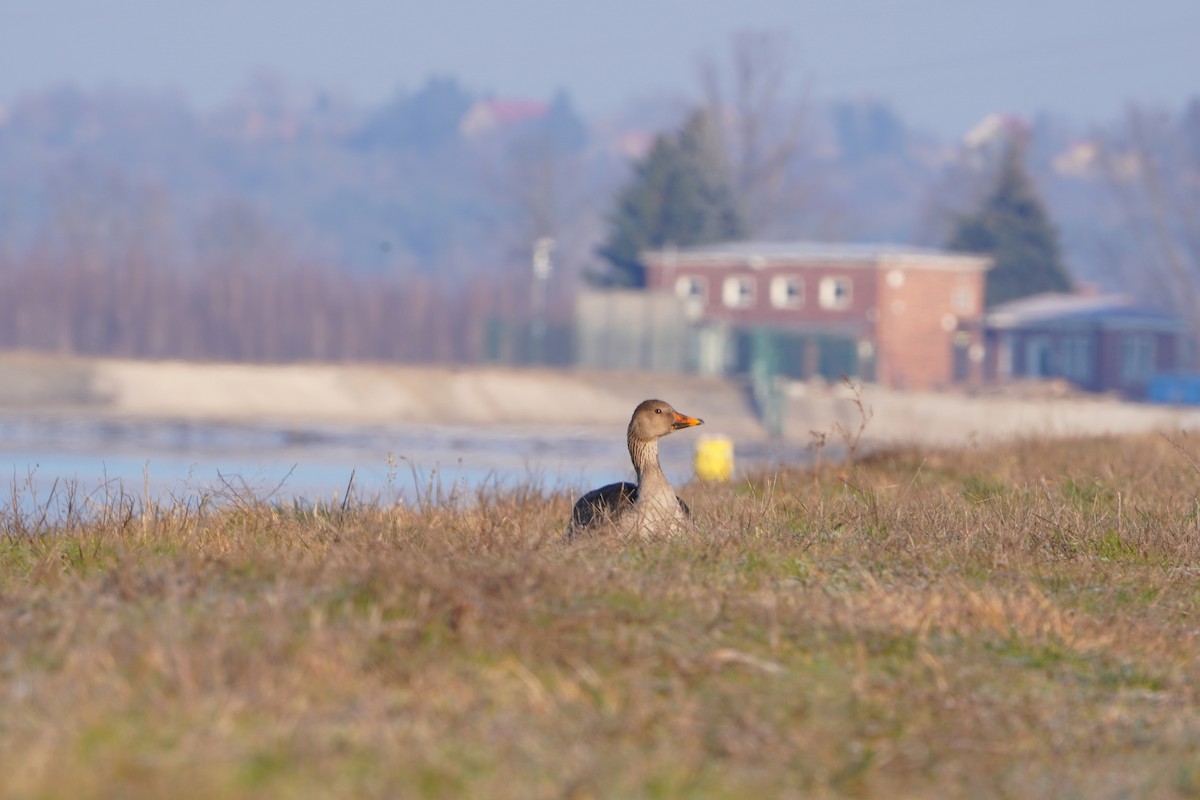 凍原豆雁 - ML647510622