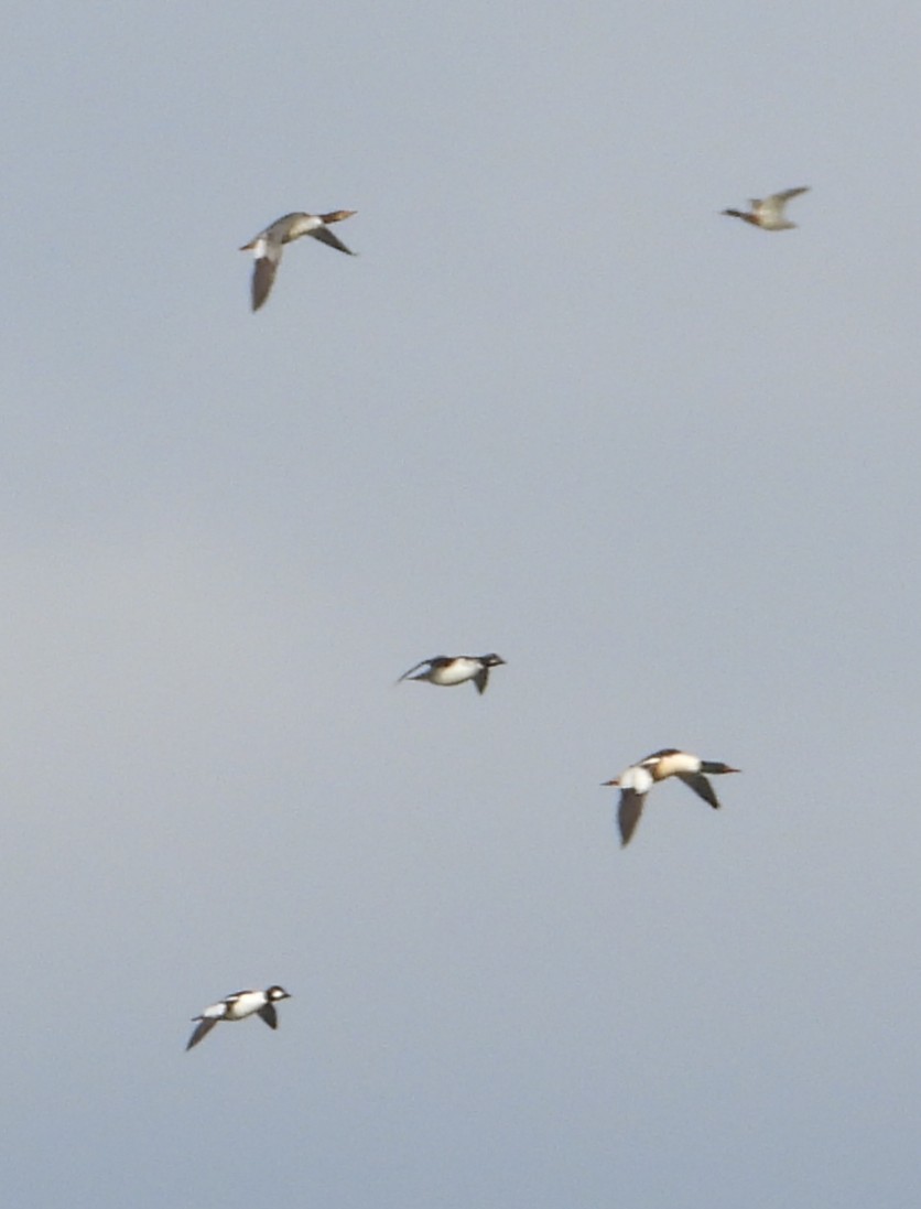 川秋沙 - ML647510624