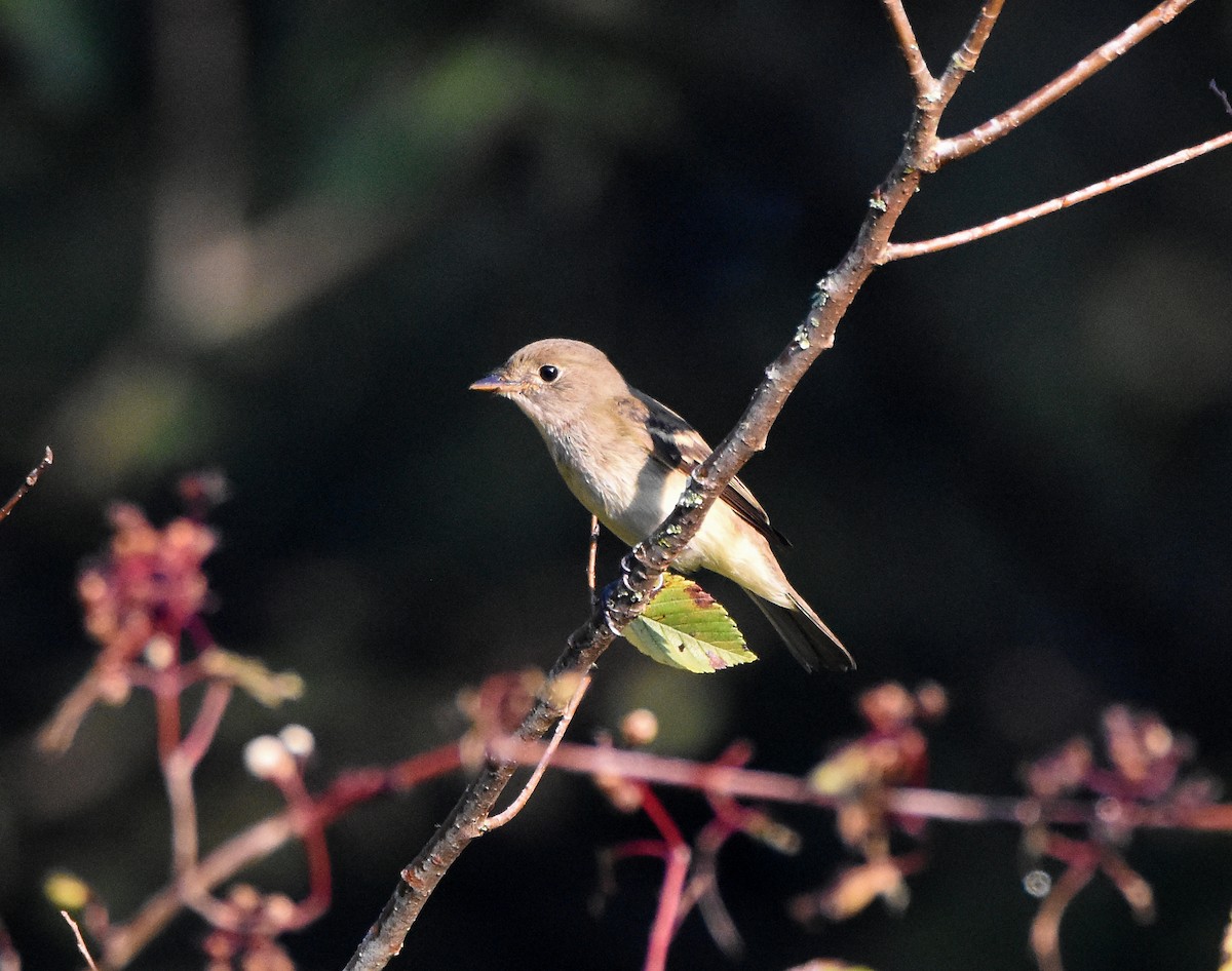 Alder/Willow Flycatcher (Traill's Flycatcher) - ML647510625