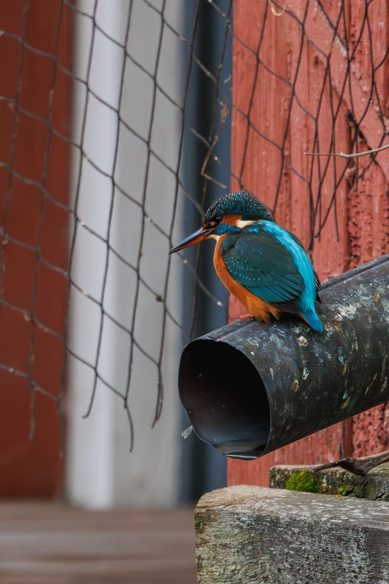 翠鳥 - ML647510626