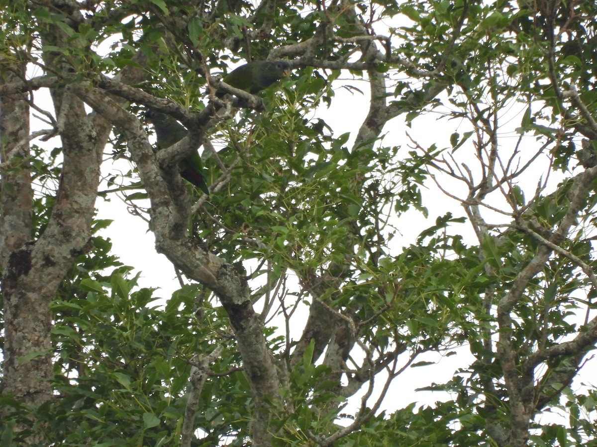 Scaly-headed Parrot - ML647510627