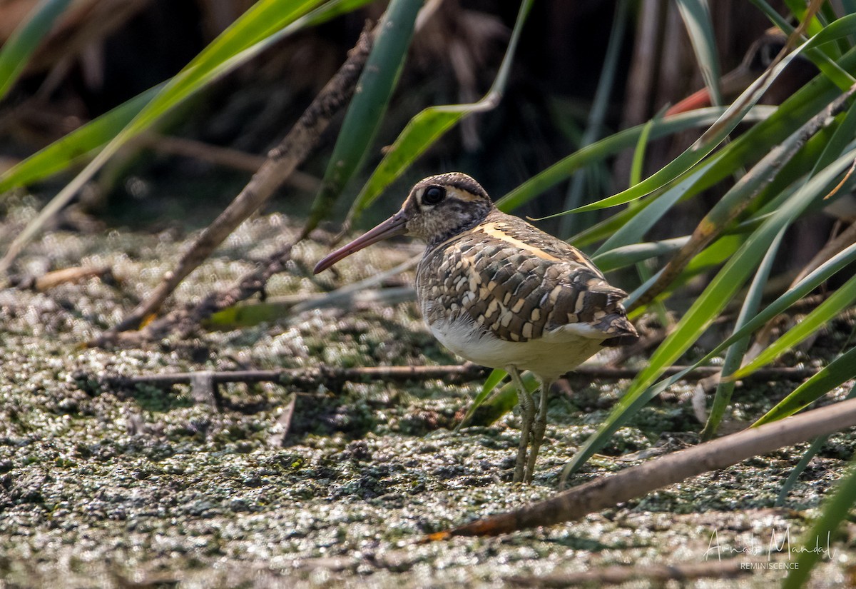 Oriental Darter - ML647510629