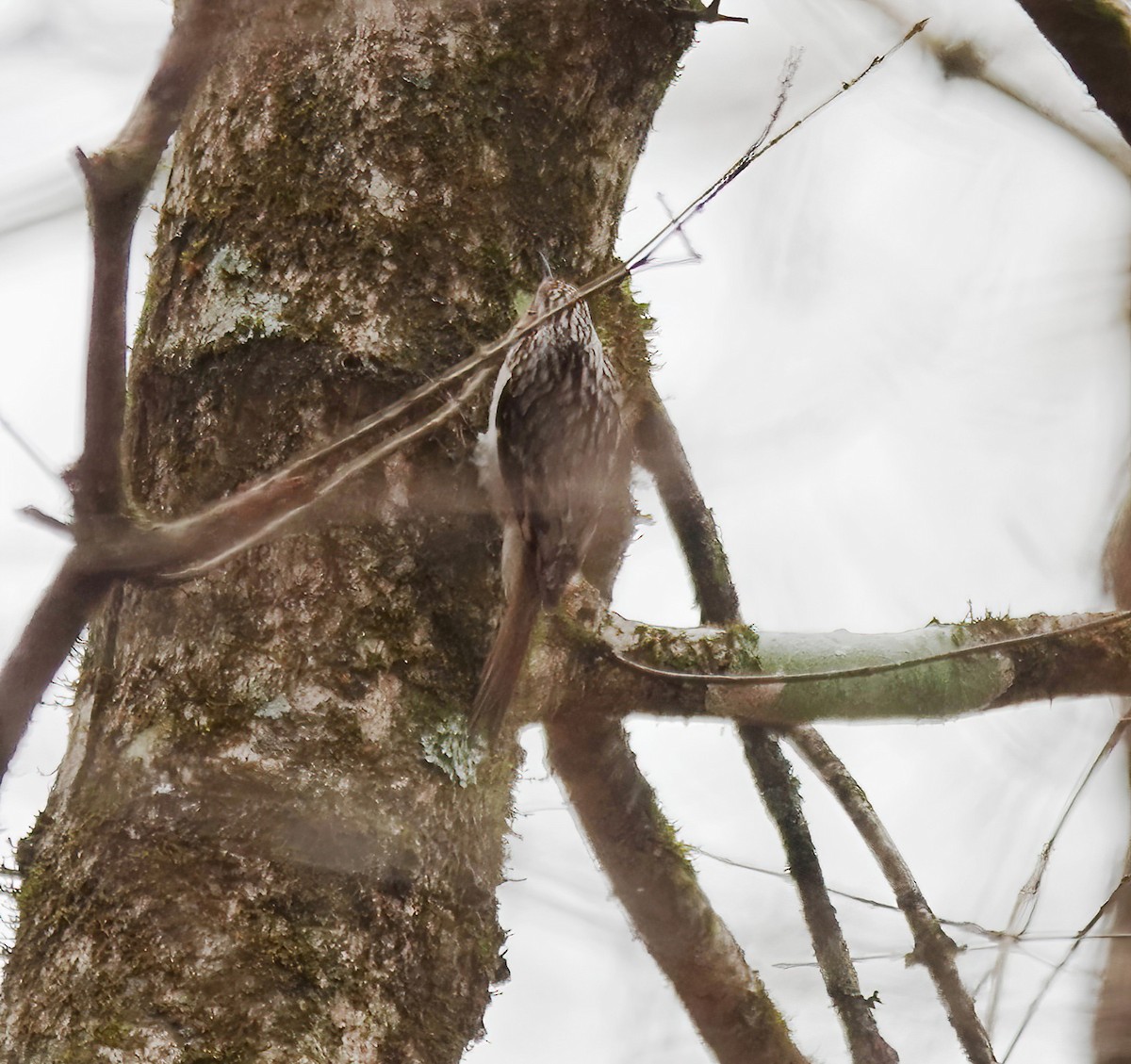 Brown Creeper - ML647510630