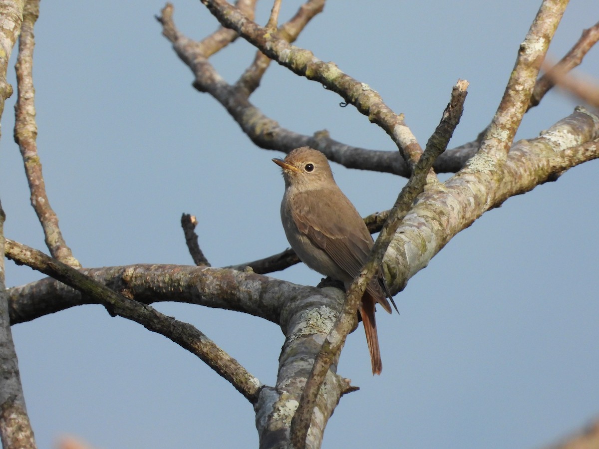 Рыжехвостая мухоловка - ML647510631