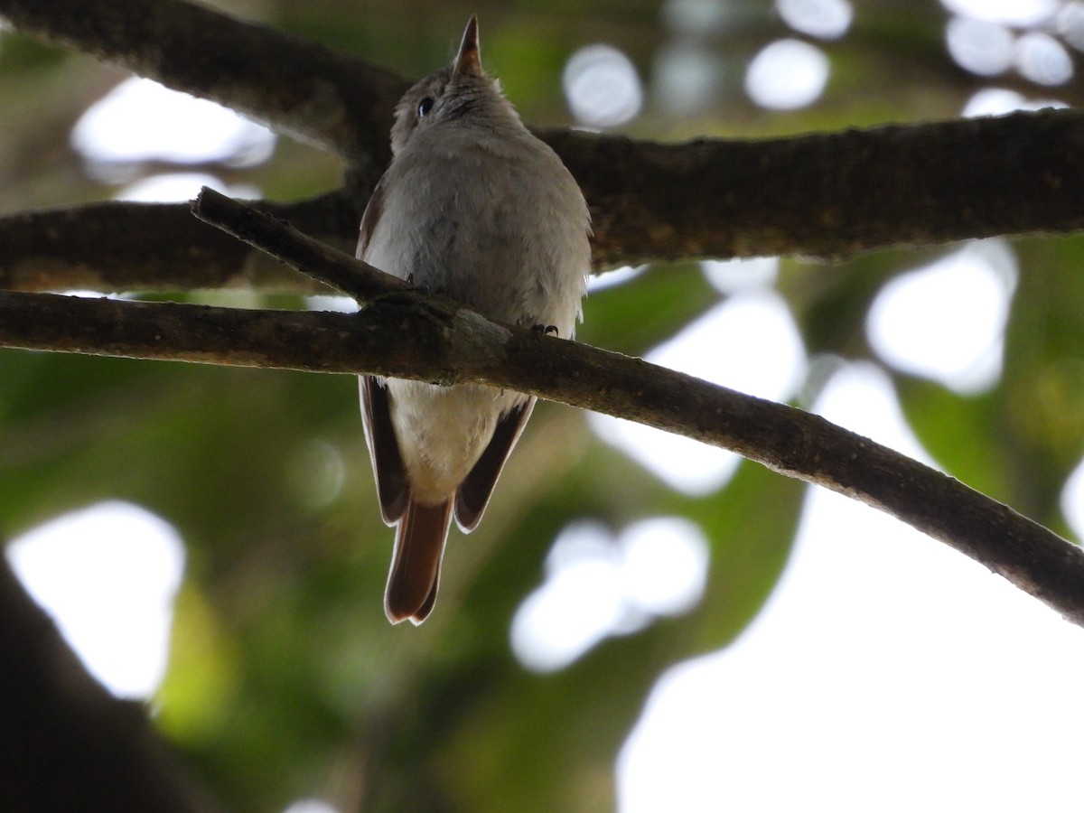 Рыжехвостая мухоловка - ML647510632