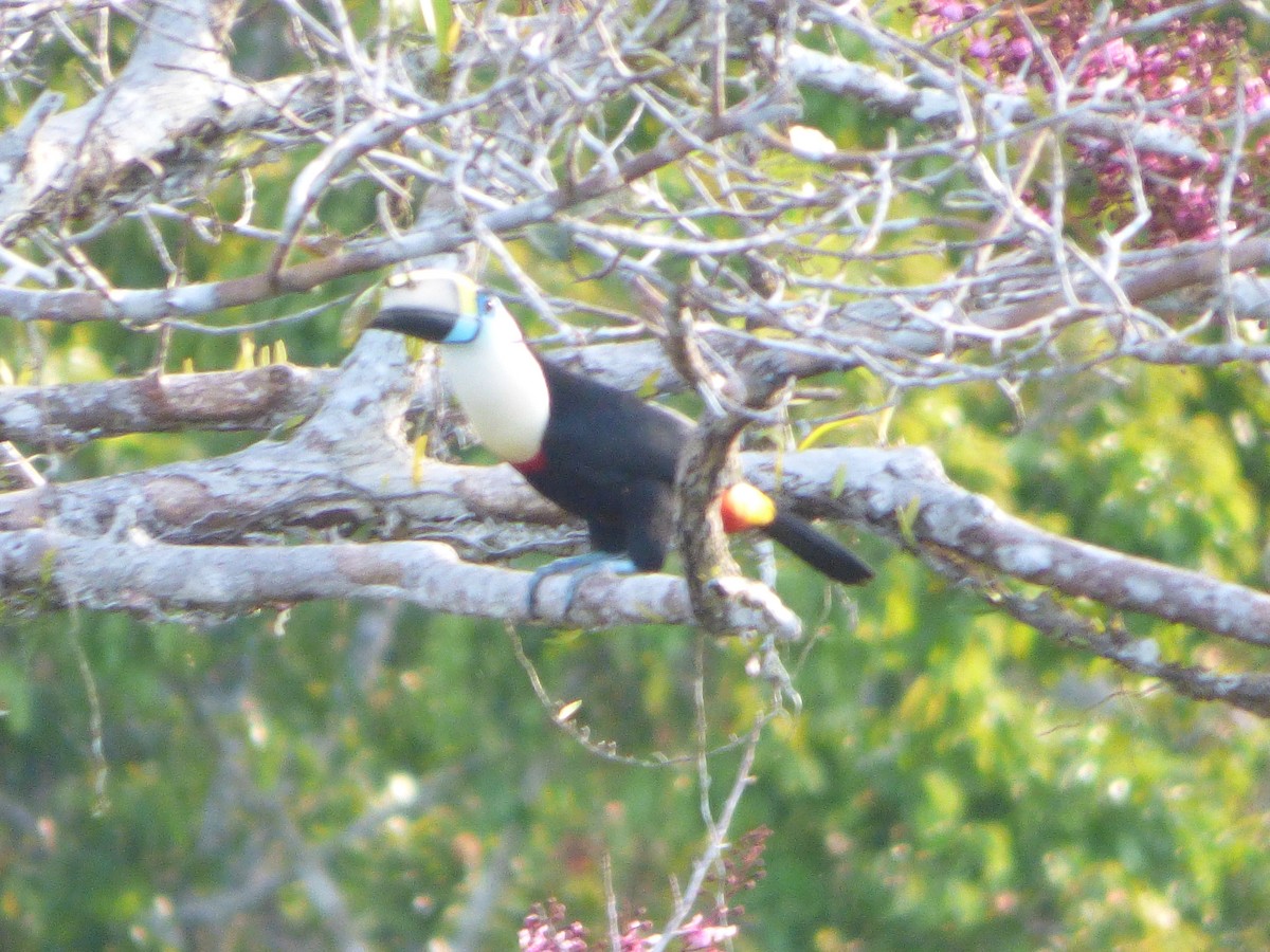 White-throated Toucan - ML647510633