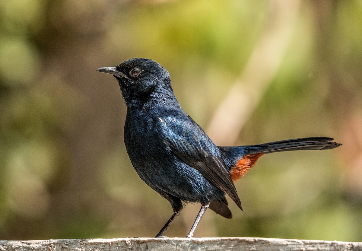 Indian Robin - ML647510635