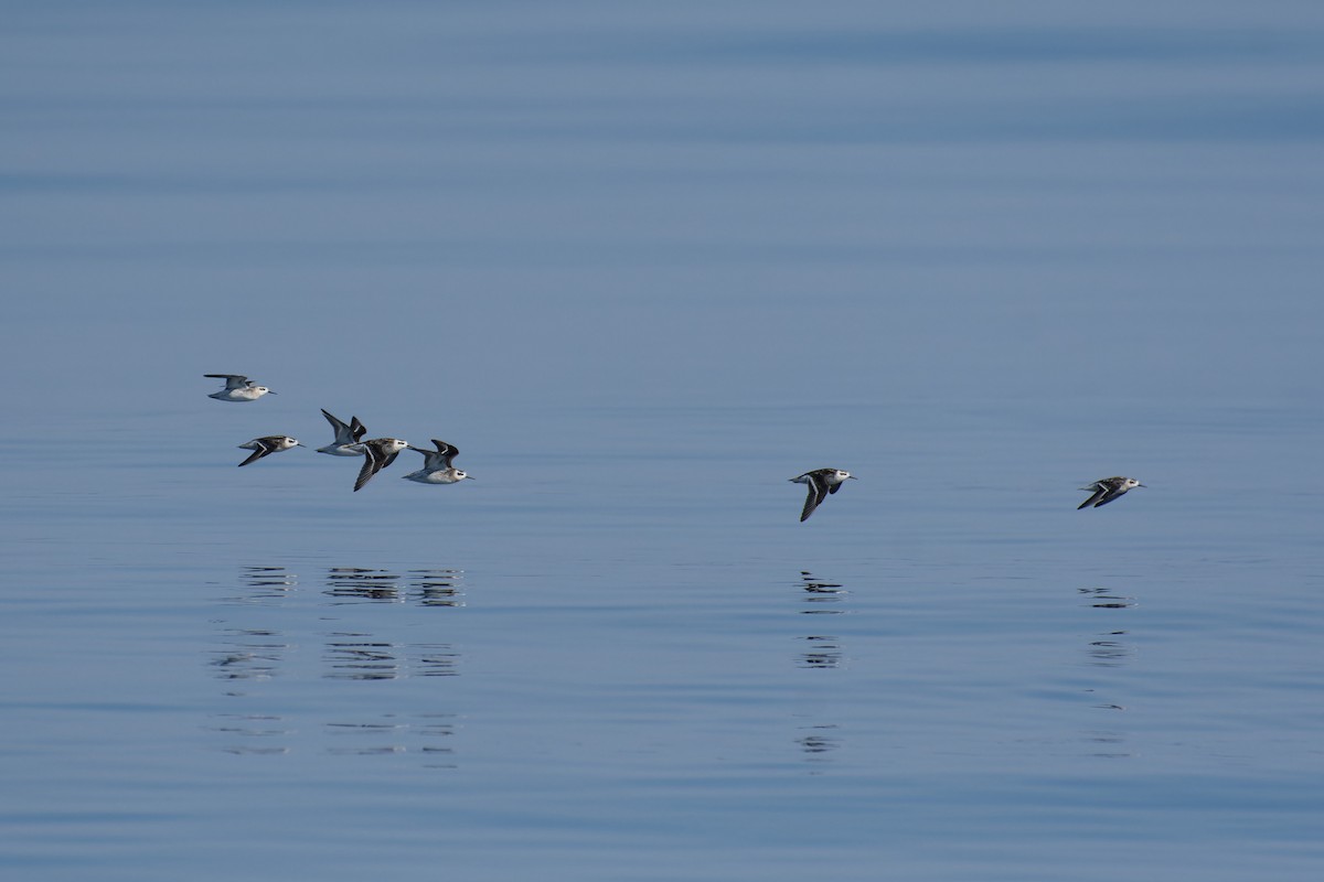 紅領瓣足鷸 - ML647510636