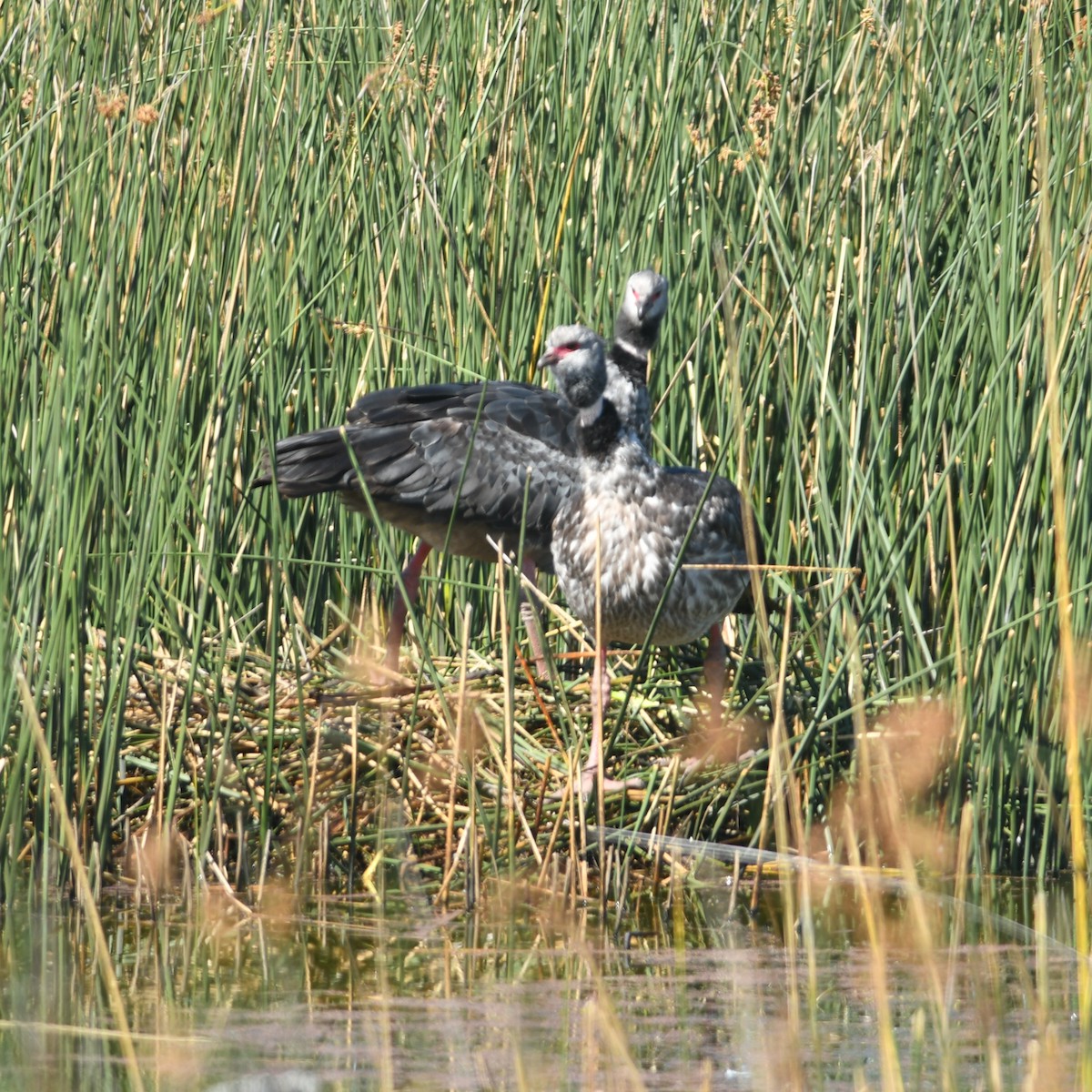 Southern Screamer - ML647510637