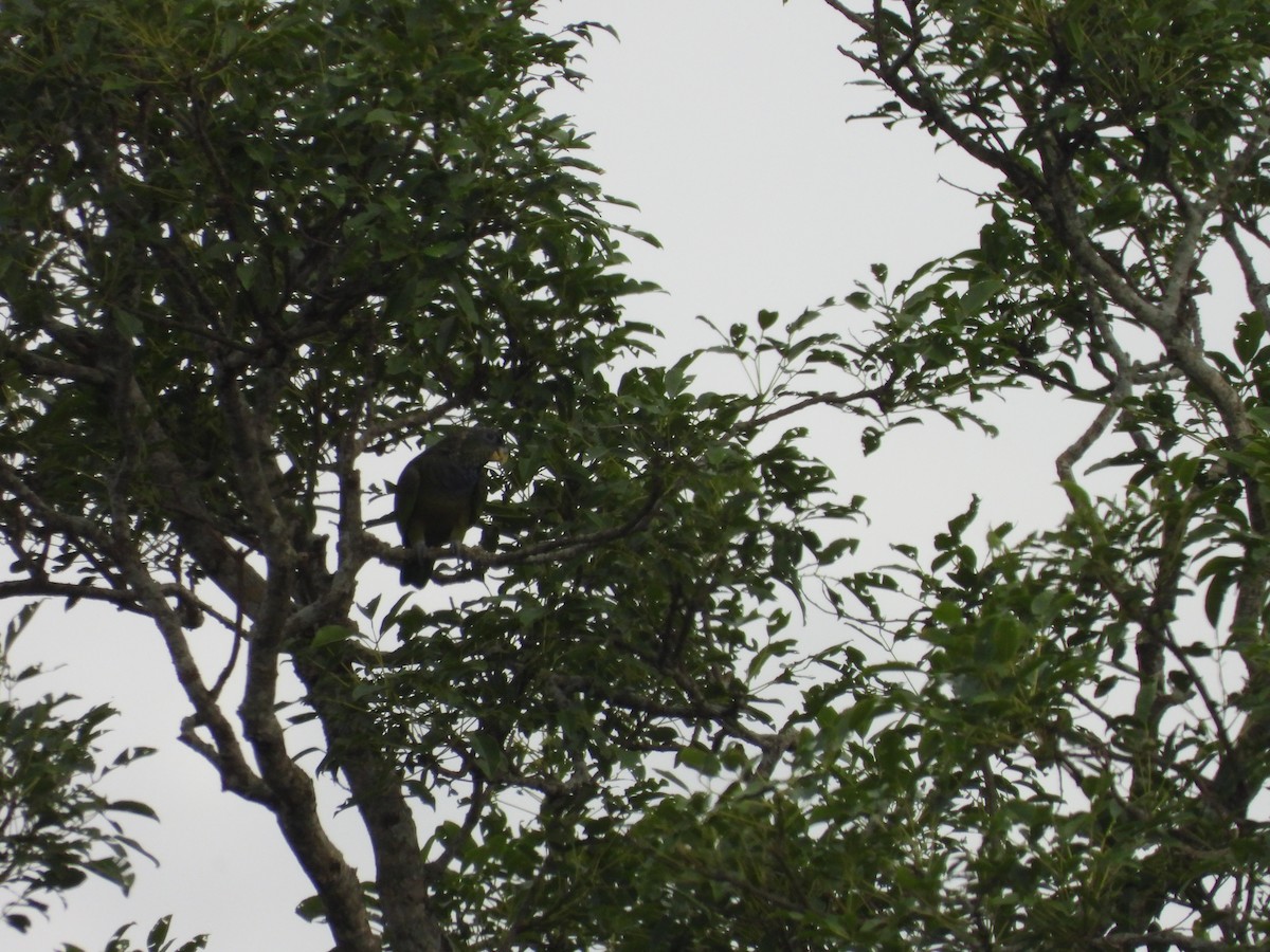 Scaly-headed Parrot - ML647510638