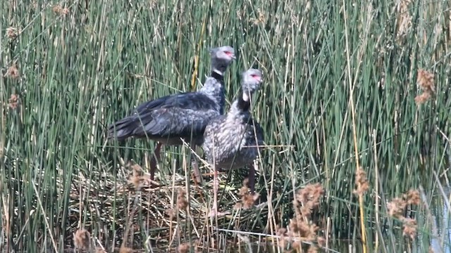 Чайя аргентинська - ML647510642