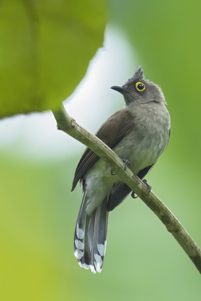 gulbrillebylbyl - ML647510643