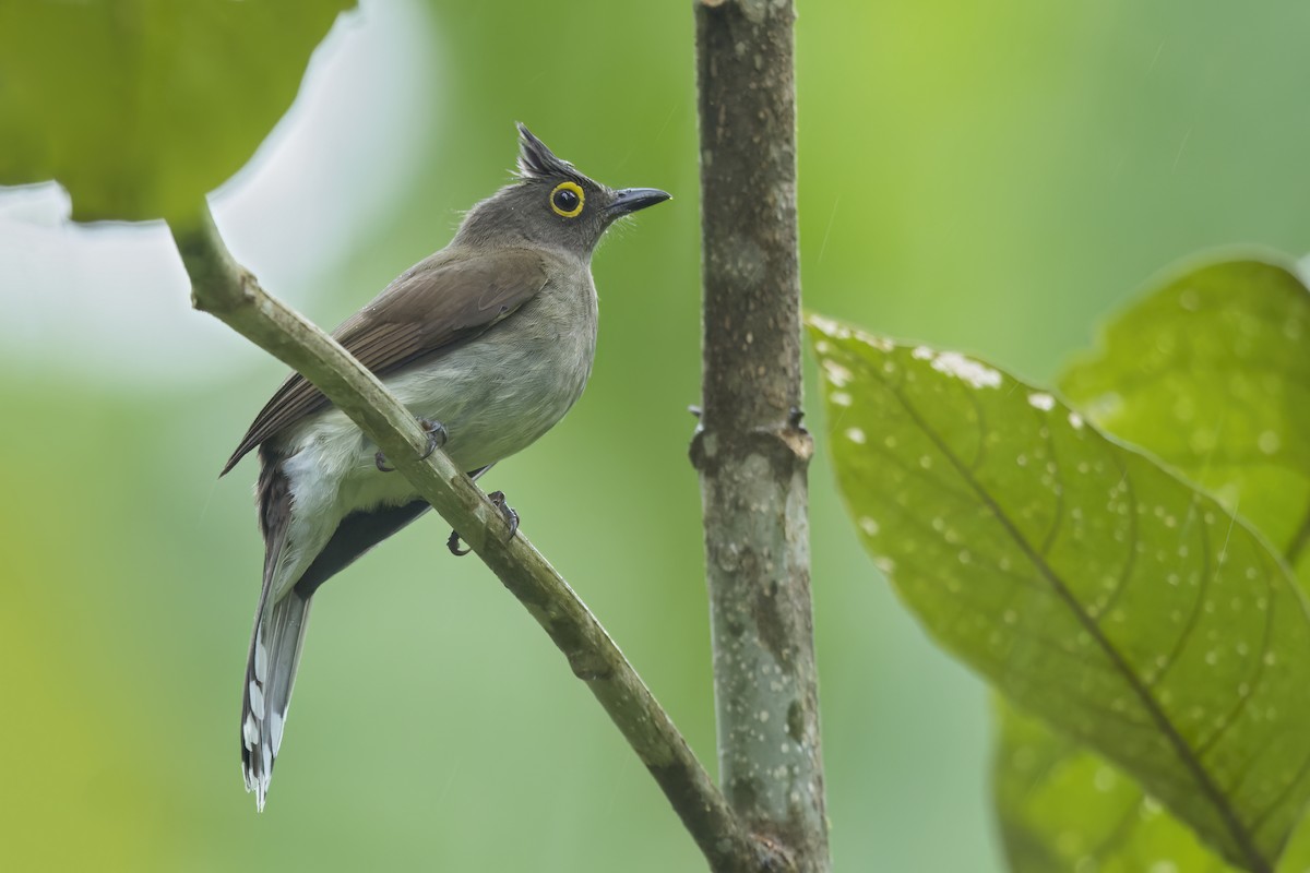 gulbrillebylbyl - ML647510650