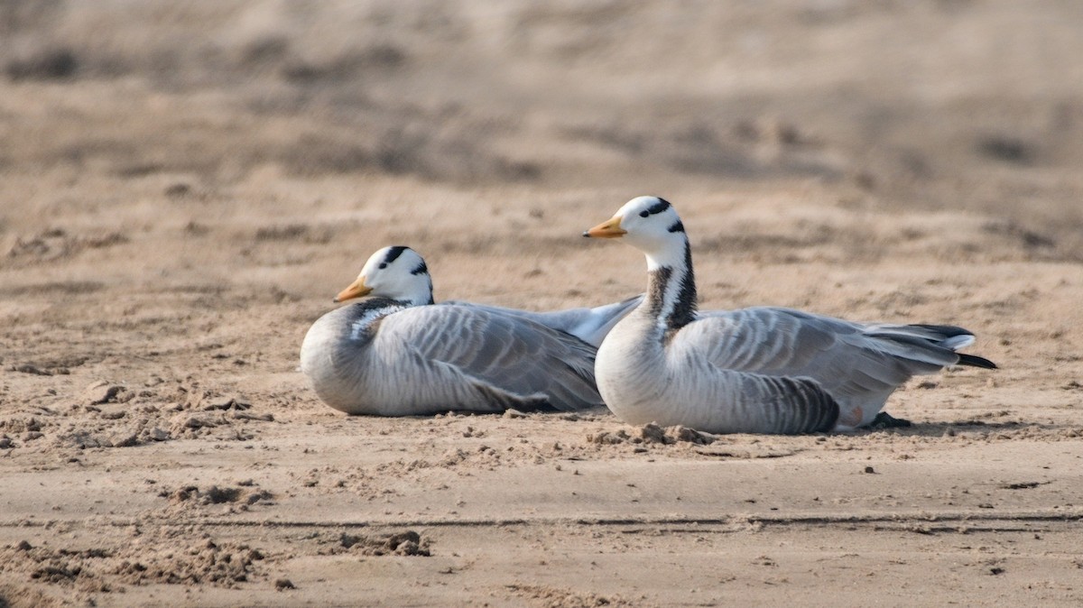 Oie à tête barrée - ML647510653