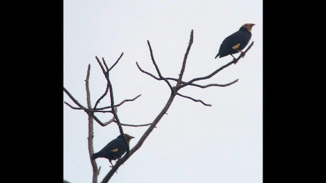 Майна золоточуба - ML647510658