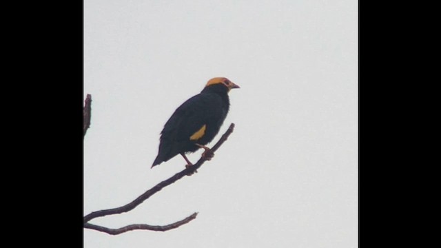 Майна золоточуба - ML647510659