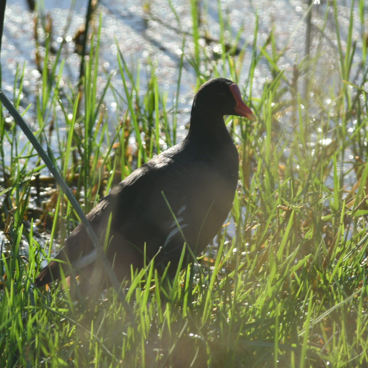 Курочка латиноамериканська - ML647510661