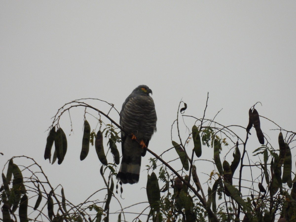 Hook-billed Kite - ML647510664