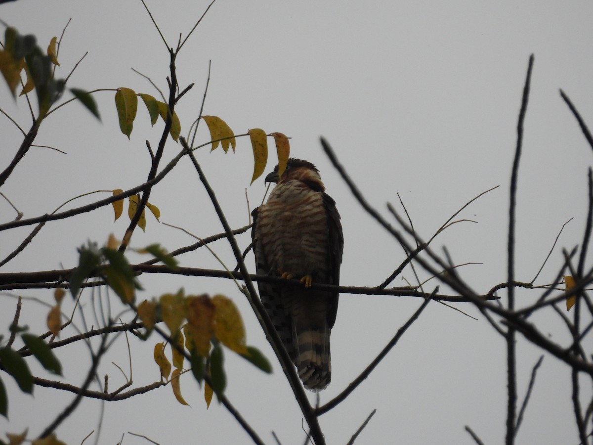 Hook-billed Kite - ML647510665