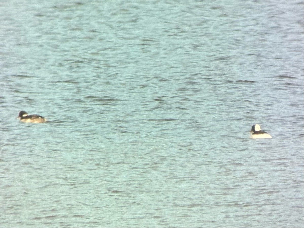 ヒメハジロ - ML647510677