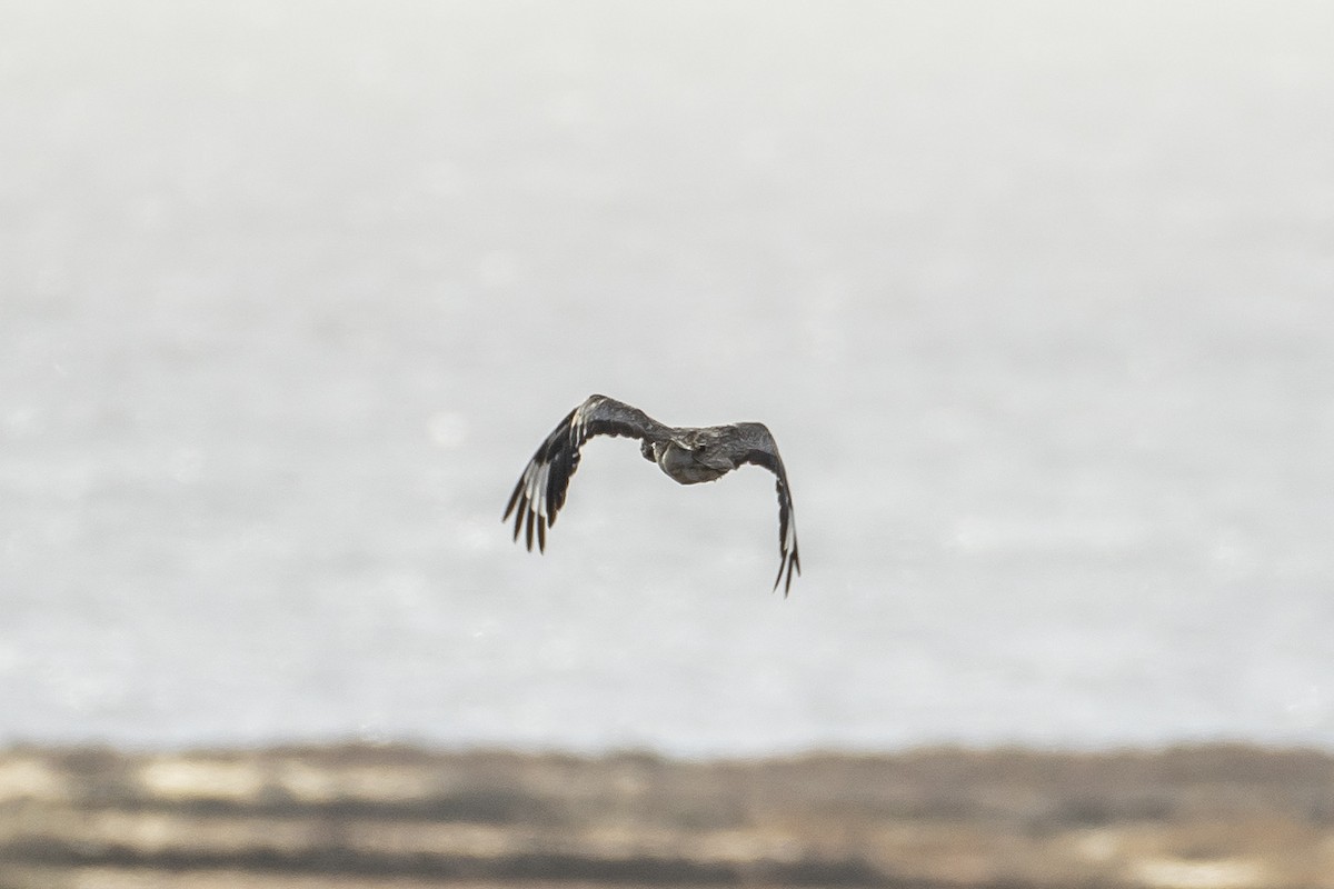 Hubara basoilo afrikarra (Kanariar uharteetakoa) - ML647510696