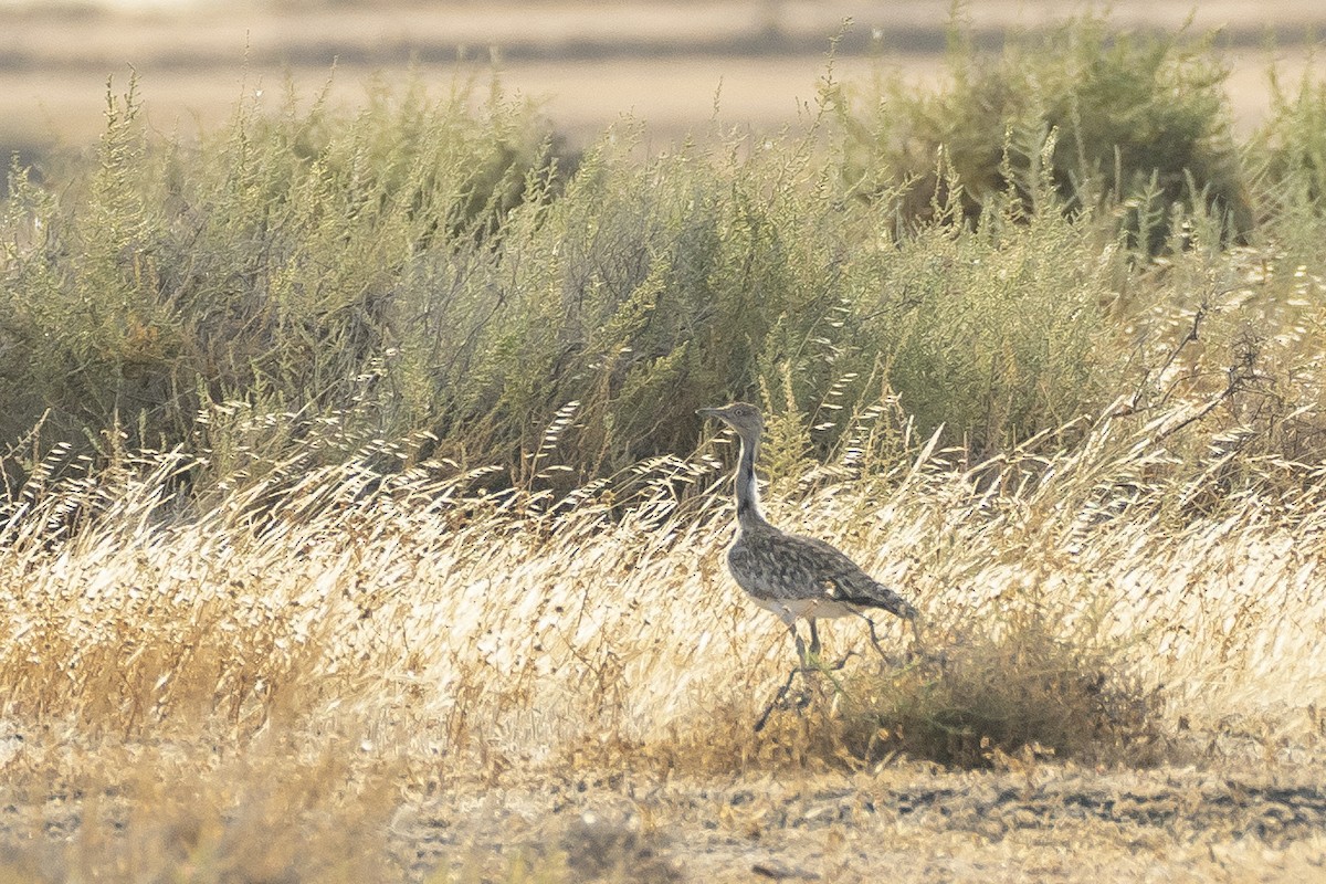 Hubara basoilo afrikarra (Kanariar uharteetakoa) - ML647510697