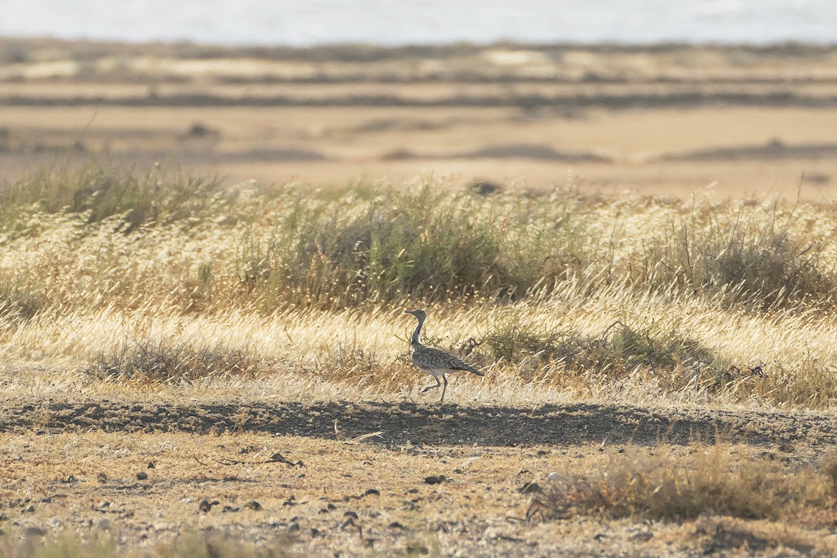 Hubara basoilo afrikarra (Kanariar uharteetakoa) - ML647510698