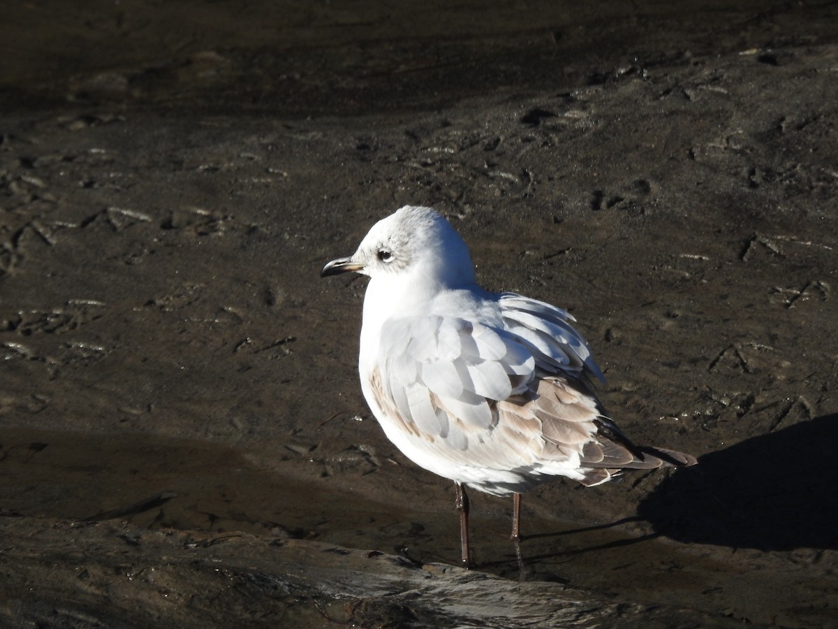 Mediterranean Gull - ML647510699