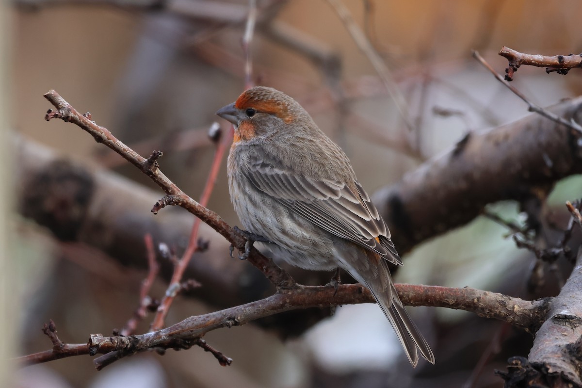 Roselin familier - ML647510702