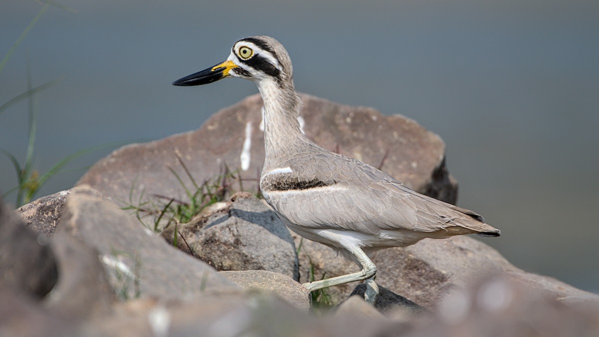 Great Thick-knee - ML647510704