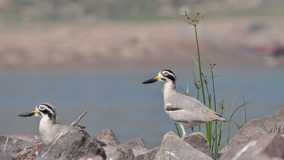Great Thick-knee - ML647510705