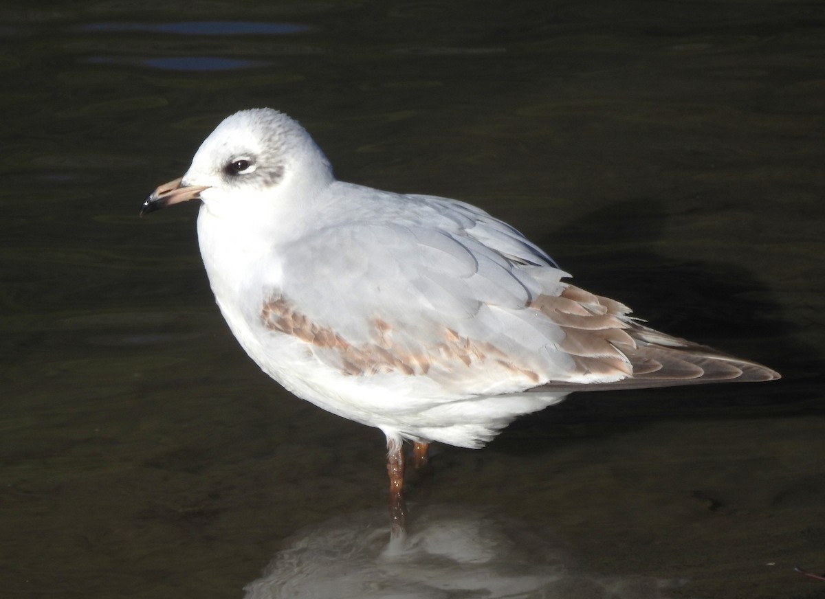 Mediterranean Gull - ML647510729