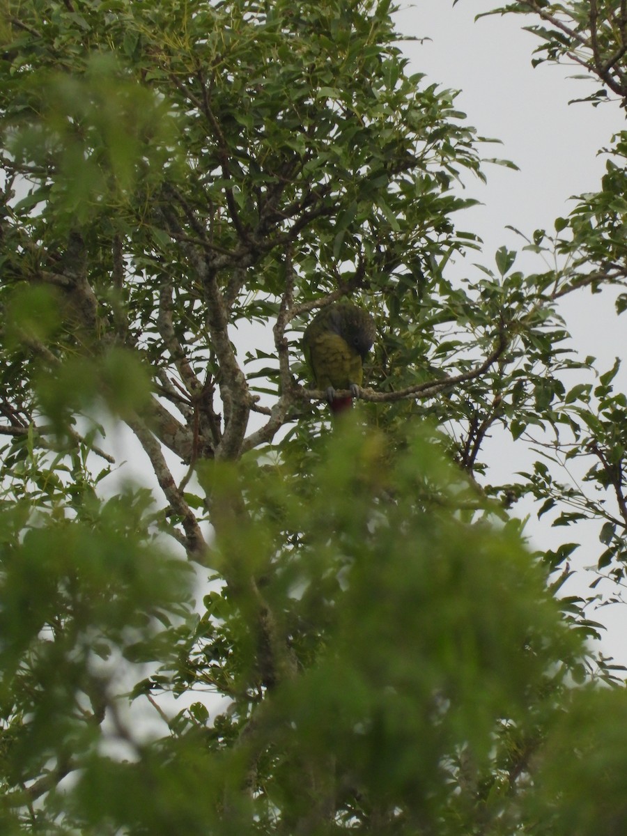 Scaly-headed Parrot - ML647510734