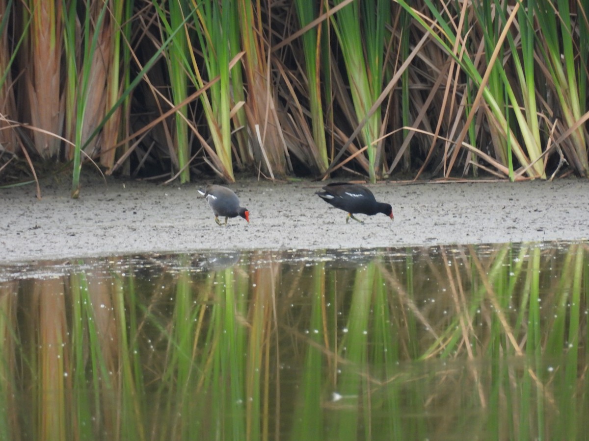 Курочка латиноамериканська - ML647510741