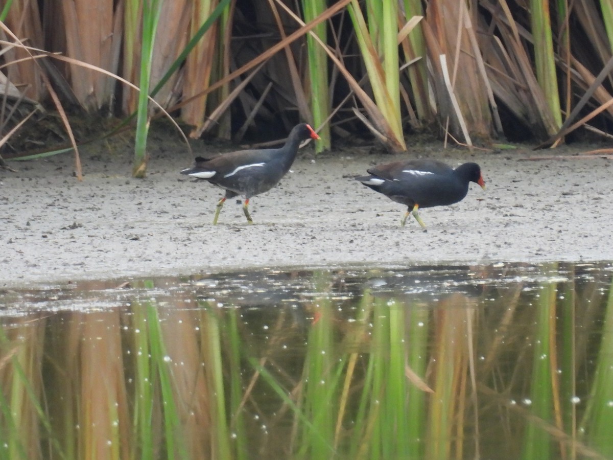 Курочка латиноамериканська - ML647510742