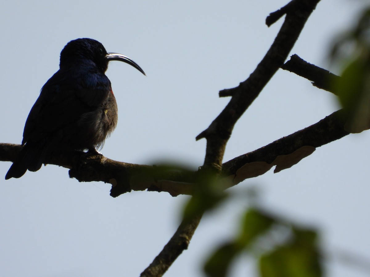 Suimanga de Loten - ML647510744