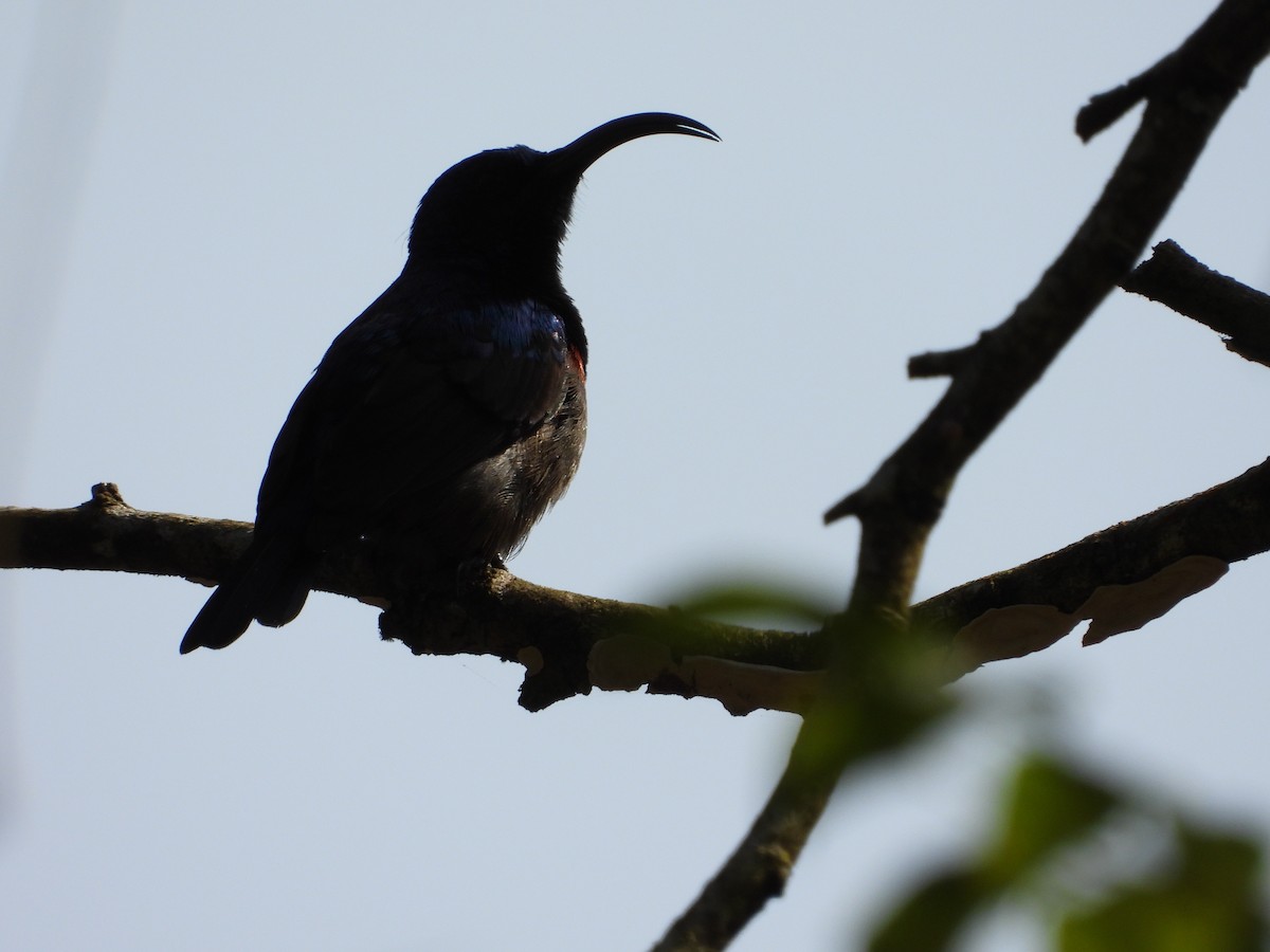 Suimanga de Loten - ML647510745