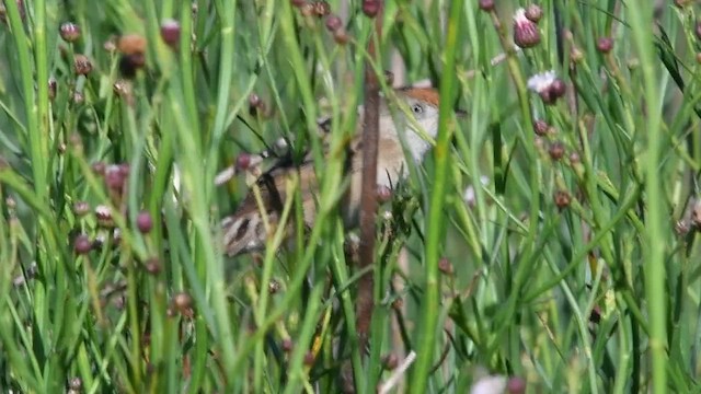 Сікора коричневоголова - ML647510750