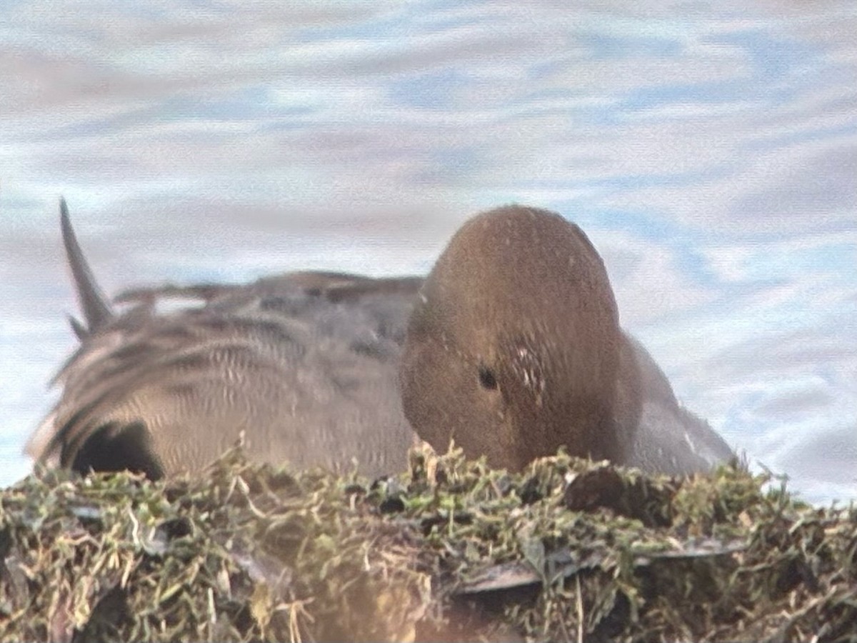 オナガガモ - ML647510755