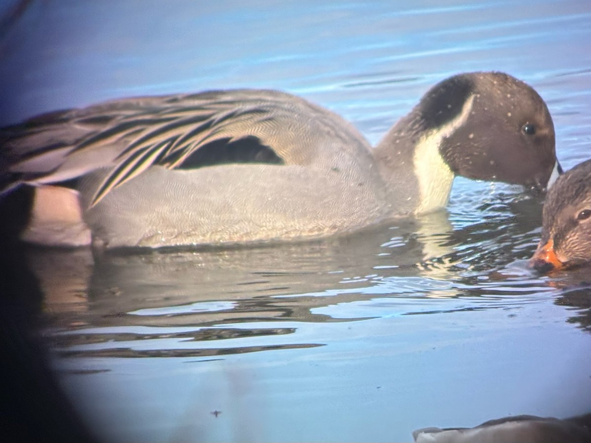 オナガガモ - ML647510756