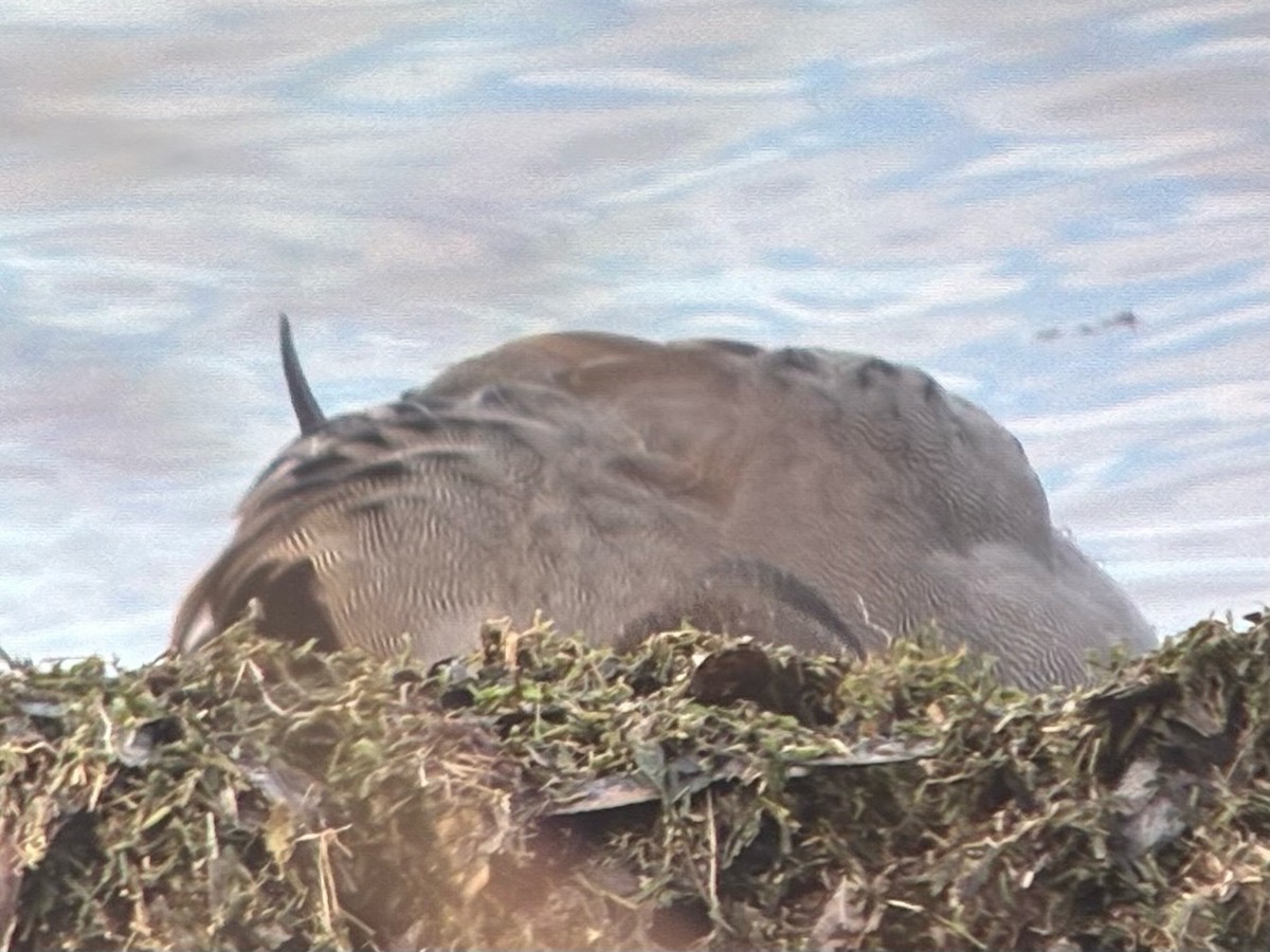 オナガガモ - ML647510757